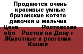 Продаются очень красивые,умные британские котята.2 девочки и мальчик › Цена ­ 2 500 - Ростовская обл., Ростов-на-Дону г. Животные и растения » Кошки   